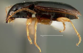 Media type: image;   Entomology 22027 Aspect: habitus lateral view